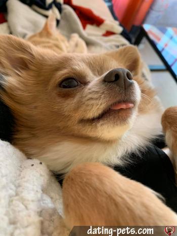 nougat - date a English, 100% free nougat