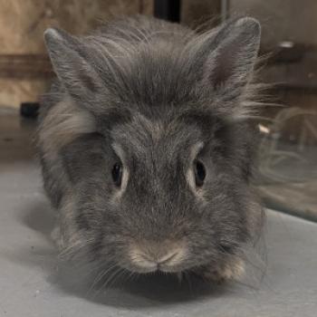 lapinlove - date a English, 100% free lapinlove