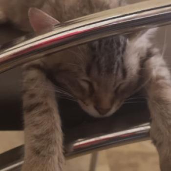 chatons - date a English, 100% free chatons