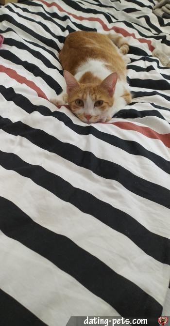 morty - date a English, 100% free morty