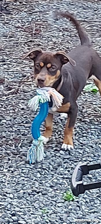 pouppy - date a English, 100% free pouppy