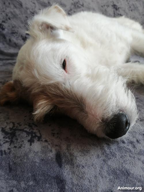 oups54 - date a English, 100% free oups54