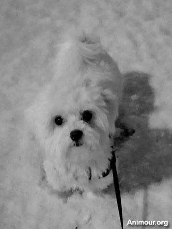 hoshidu42 - date a English, 100% free hoshidu42