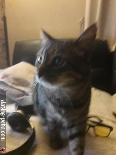 mimii - date a English, 100% free mimii