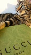 kitta44
